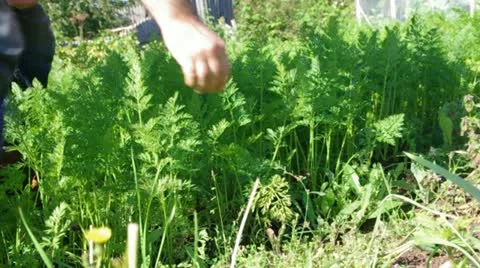 Harvest of carrots in field Stock Footage
