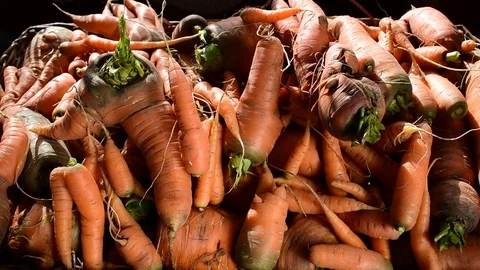Harvest of carrots, substandard Stock Footage 116809552