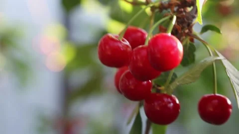 Harvest cherries on a fruit tree that is exposed to the sun's rays. Ripe berry Video stock 155816768