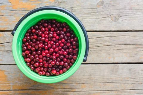 Harvest of cherry Stock Photos