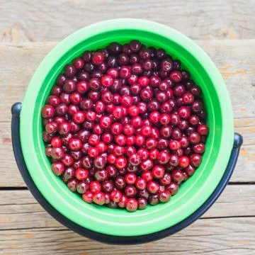 Harvest of cherry Stock Photos