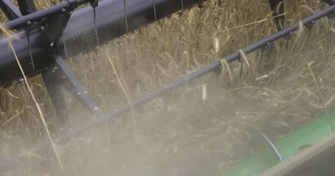 Harvest, close-up of ears of grain, 4K slomo Stock Footage 256376108