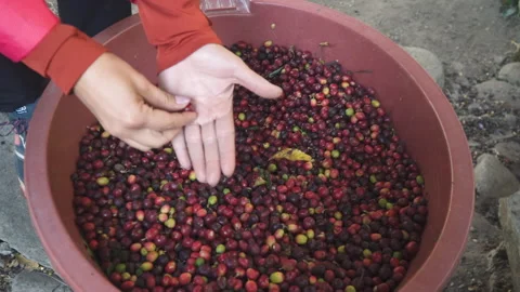 Harvest coffee beans in a large container, Peru. Stock Footage 162909468