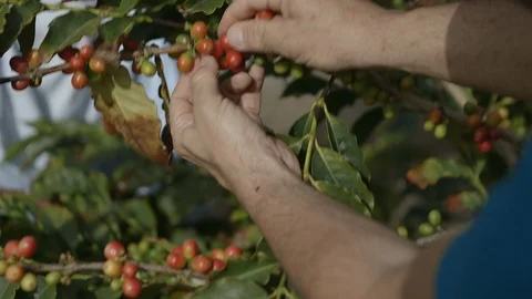 Harvest of coffee Stock Footage 86375983