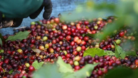 Harvest coffee Stock Footage 104346240