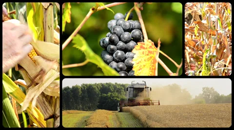 The harvest, collage Stock Footage 33710394