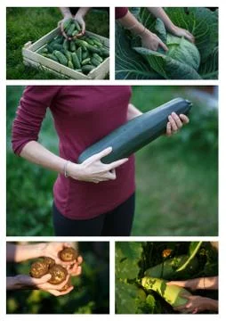 Harvest collage Foto stock