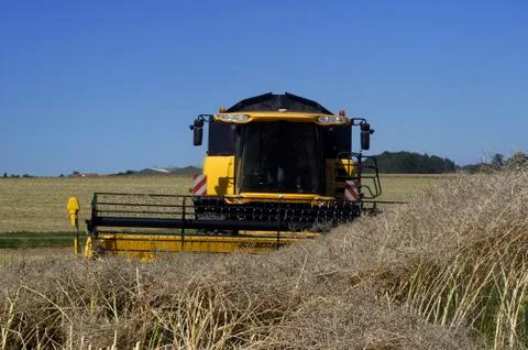 The harvest of colza Stock Photos