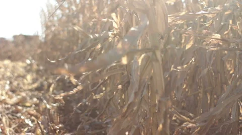 Harvest with combine Stock Footage 1062226
