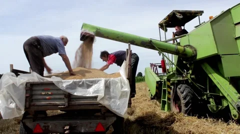 Harvest. Combine loading tractor trailer with grain of wheat. Stock Footage 40018597