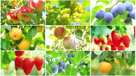 Harvest concept collage. Stock Footage 50046477