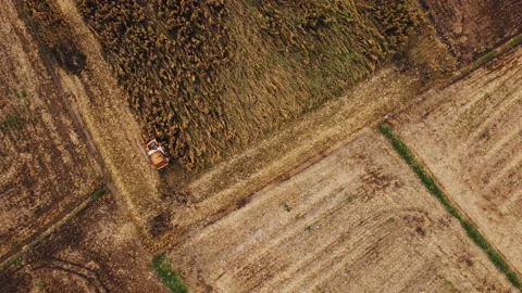 Harvest corn on agricultural field using combine harvester machine Stock Footage 155215535