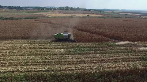 Harvest Corn field from the air Stock Footage 79109935