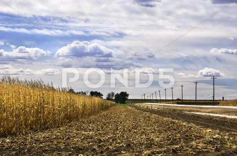 Harvest Of A Corn Field
