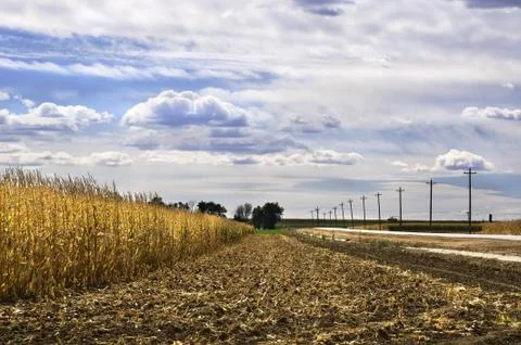 Harvest Of A Corn Field Stock Photos