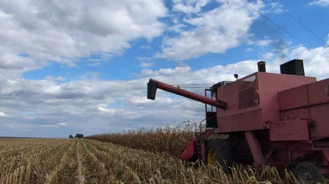 Harvest corn Stock Footage 30581878