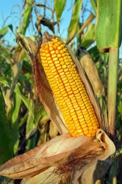 Harvest corn Stock Photos