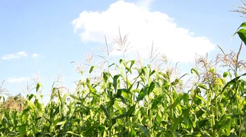 Harvest of the corn ripens on field Stock Footage 8553138