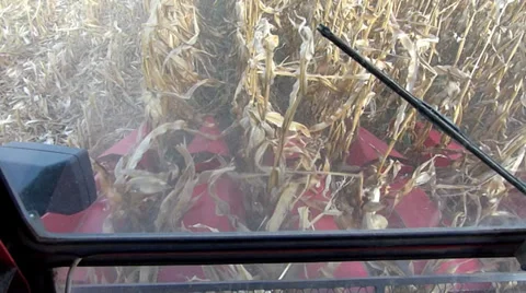 Harvest corn slow motion Video stock 30582197