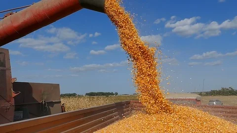 Harvest corn slow motion Stock Footage 97592251