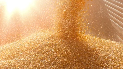Harvest corn slow motion Stock Footage 97592266