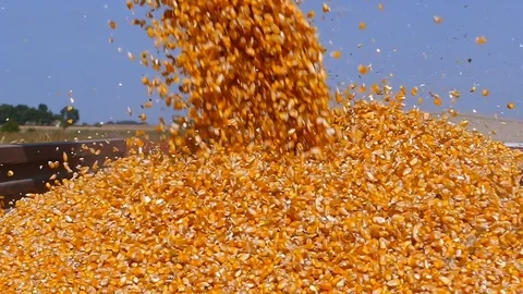 Harvest corn slow motion Stock Footage 97594565