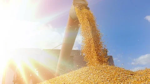 Harvest corn slow motion Video stock 97595029