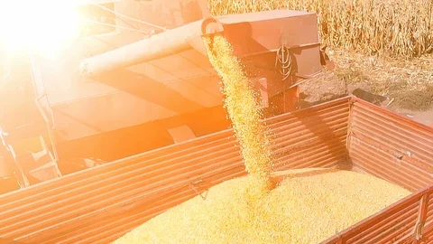 Harvest corn slow motion Stock Footage 97597664