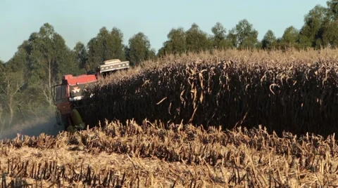 Harvest of cornfield 動画素材 51337030