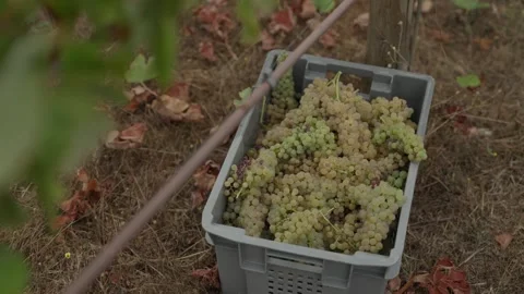 Harvest Crate Packed with White Grape Bunches on Dry Vineyard Ground Stock Footage 344437229