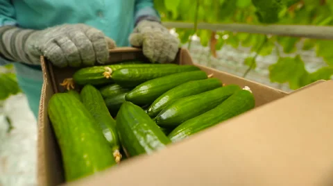 Harvest cucumbers in a box Stock Footage 62682593