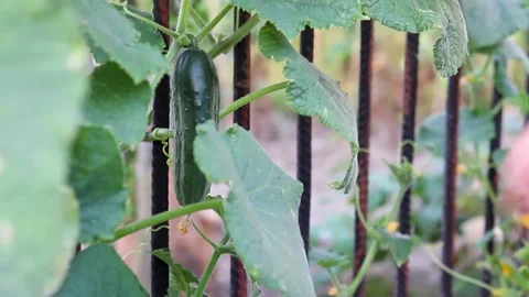 Harvest of cucumbers. Stock Footage 169228054