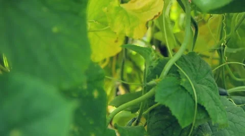 Harvest cucumbers in a greenhouse Stock Footage 66879639
