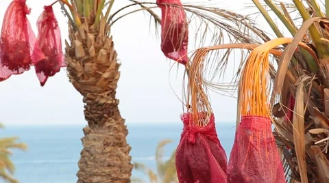 Harvest dates on a palm tree Stock Footage 54074496