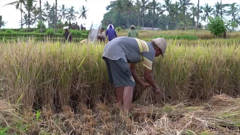 Harvest day Stock Footage 143129204