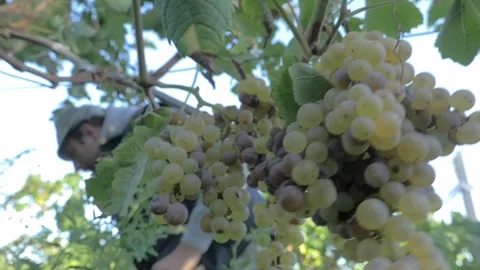 Harvest Devotion: A Vintner's Careful Selection Stock-Footage 284971972