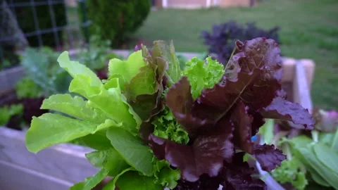 A Harvest of Different Varieties of Lettuce from a Back Yard Raised Bed Garden. Stock Footage 142215536