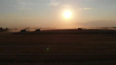 Harvest during summer sunset from the fields. Many combines harvesting wheat Stock Footage 138620771