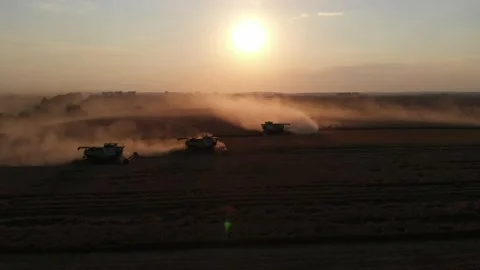 Harvest during summer sunset from the fields. Many combines harvesting wheat Stock Footage 138620889