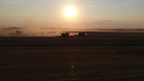 Harvest during summer sunset from the fields. Many combines harvesting wheat Stock Footage 138620962