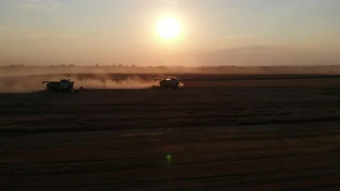 Harvest during summer sunset from the fields. Many combines harvesting wheat Stock Footage 138621017