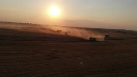 Harvest during summer sunset from the fields. Many combines harvesting wheat Stock Footage 138621274