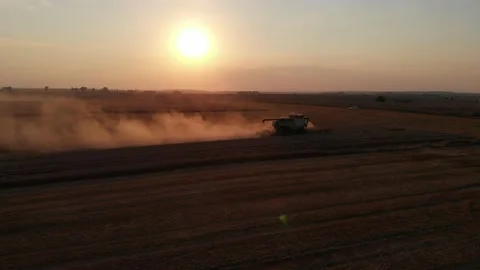 Harvest during summer sunset from the fields. Single combine harvesting wheat Stock Footage 138621305