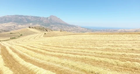Harvest of durum wheat Stock Footage 102906155
