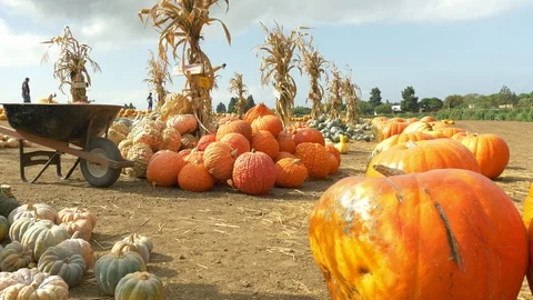 Harvest fest pumpkin patch 库存影片 97128964