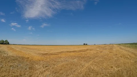 Harvest field Stock Footage 95726661