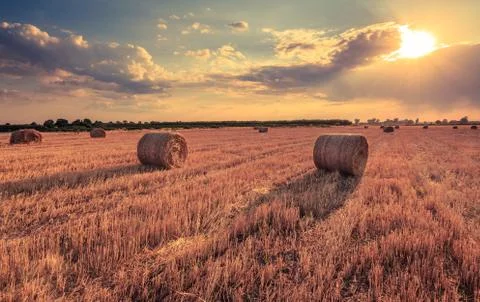 Harvest on the field Stock Photos