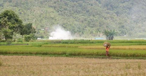 Harvest in the Fields Stock-Fotos