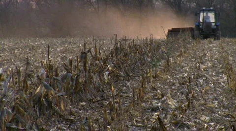 Harvest Stock Footage 562618