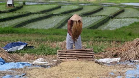 Harvest Stock Footage 12299124